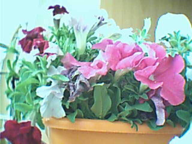 Name:  2009-06-19_00003.jpg
Views: 3957
Size:  29.2 KB