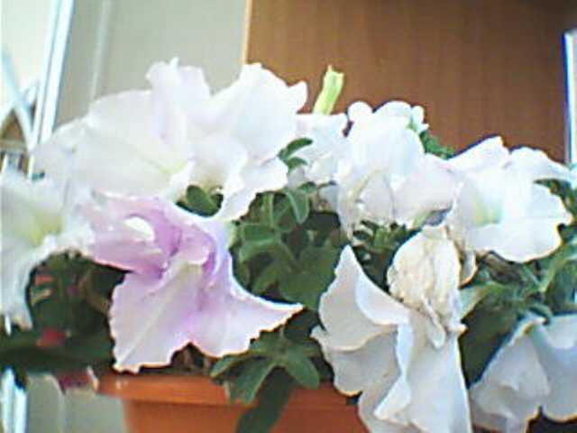 Name:  2009-06-19_00004.jpg
Views: 3844
Size:  22.8 KB