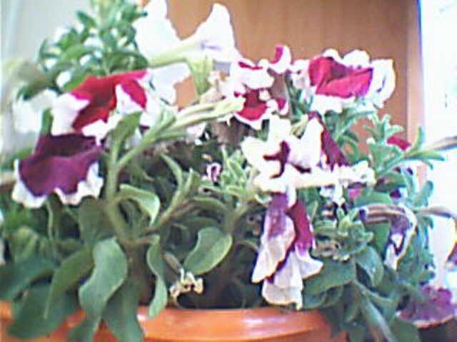Name:  2009-06-19_00005.jpg
Views: 4087
Size:  31.4 KB