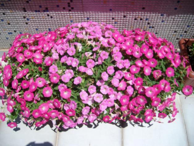 Name:  SANY1665.jpg
Views: 3416
Size:  66.0 KB