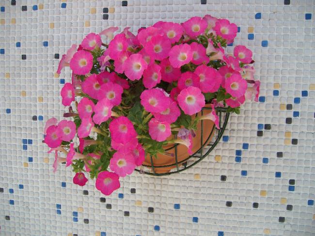 Name:  SANY1497.jpg
Views: 2306
Size:  62.6 KB