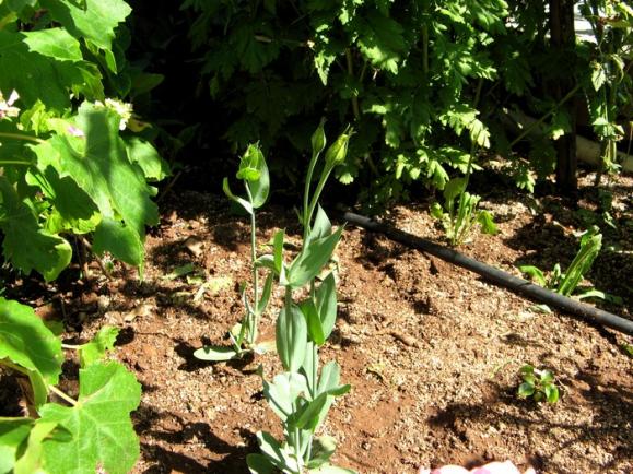 Name:  llisianthus.jpg
Views: 895
Size:  73.6 KB