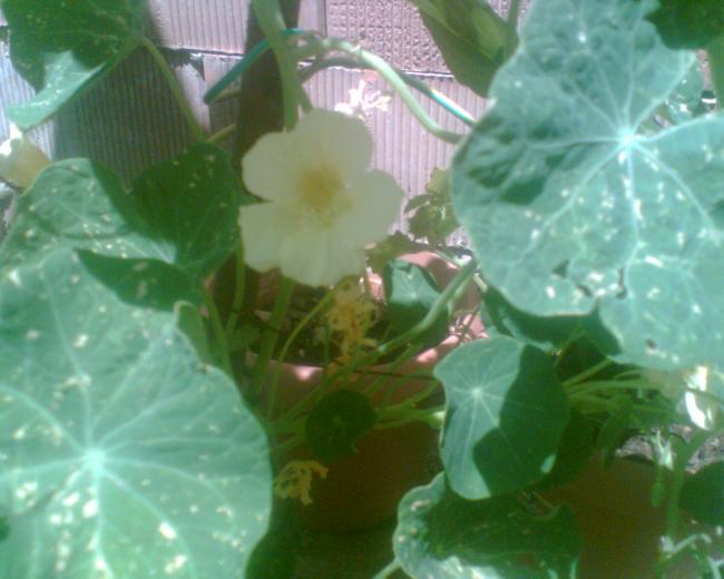 Name:  Grnt022.jpg
Views: 1144
Size:  39.3 KB