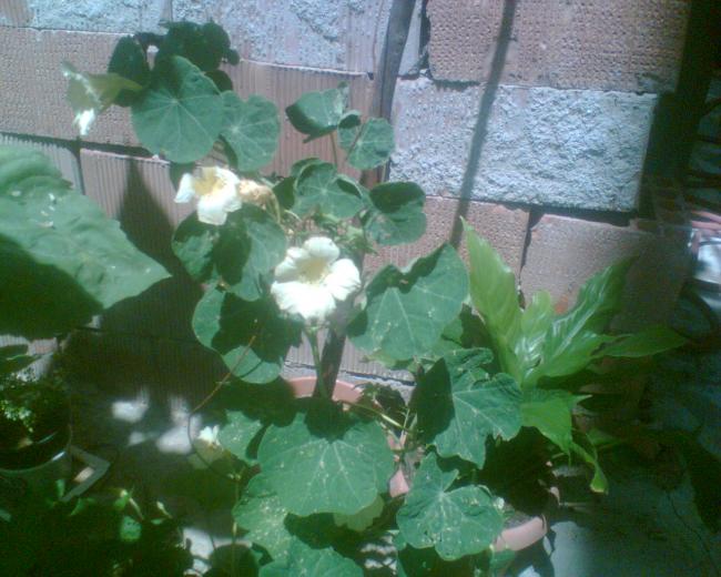Name:  Grnt020.jpg
Views: 1176
Size:  52.1 KB
