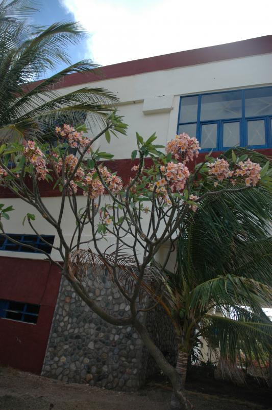 Name:  Plumerya1.jpg
Views: 798
Size:  73.8 KB