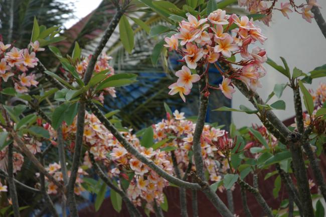 Name:  plumerya2.jpg
Views: 850
Size:  52.7 KB