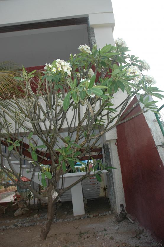 Name:  Plumerya3.jpg
Views: 774
Size:  72.8 KB