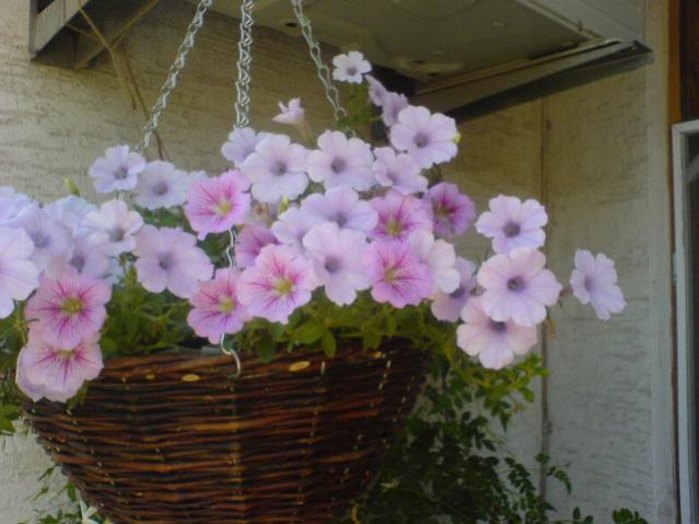 Name:  DSC07319.jpg
Views: 2152
Size:  41.0 KB