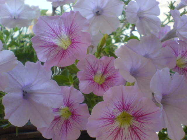 Name:  DSC07318.JPG
Views: 2141
Size:  63.3 KB