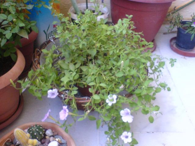 Name:  DSC07325.jpg
Views: 2097
Size:  46.6 KB