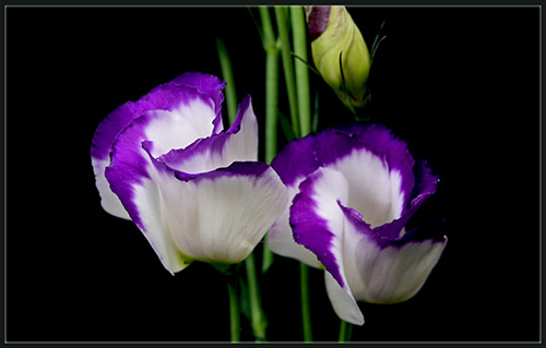 Name:  01.jpg
Views: 934
Size:  51.0 KB