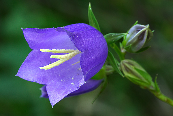 Name:  campanula_persicifolia.jpg
Views: 6787
Size:  66.3 KB