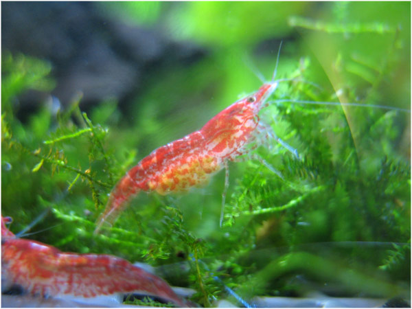 Name:  karides4.jpg
Views: 11856
Size:  61.6 KB