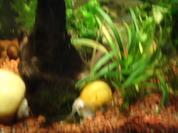Name:  DSC01459.jpg
Views: 3088
Size:  31.3 KB