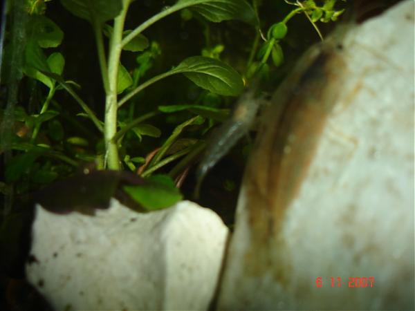 Name:  DSC01471.jpg
Views: 2953
Size:  26.2 KB