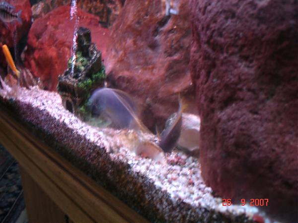 Name:  DSC01420.jpg
Views: 9735
Size:  37.6 KB