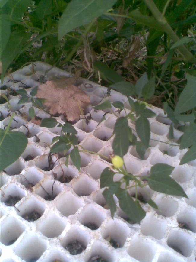 Name:  Grnt013.jpg
Views: 2029
Size:  66.6 KB