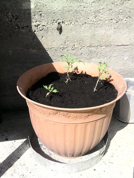 Name:  Photo042.jpg
Views: 1655
Size:  68.5 KB