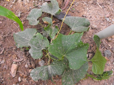 Name:  Image00001.jpg
Views: 1156
Size:  59.9 KB