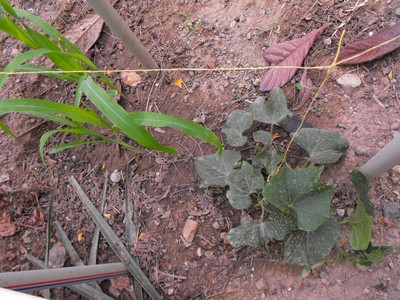 Name:  Image00002.jpg
Views: 1136
Size:  63.6 KB
