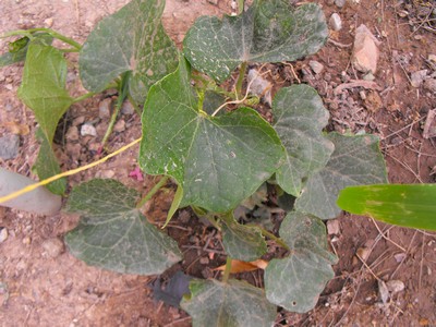 Name:  Image00003.jpg
Views: 1127
Size:  56.0 KB