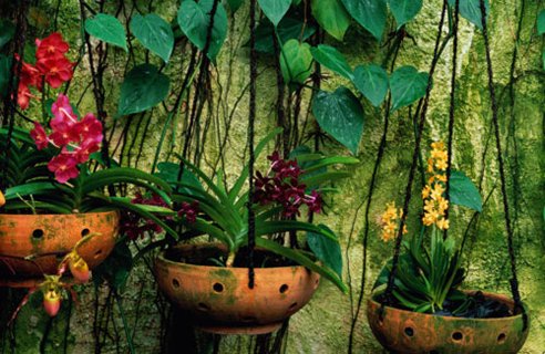 Name:  hanging-baskets-ivy-lg--gt_full_width_landscape.jpg
Views: 4591
Size:  58.3 KB