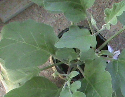 Name:  salatalklar 004.JPG
Views: 3257
Size:  69.6 KB