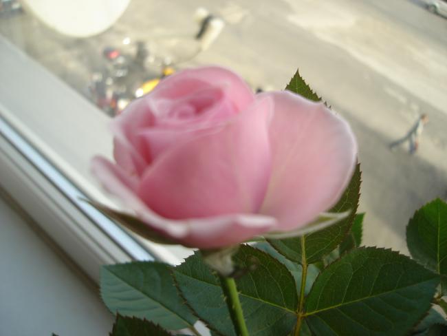 Name:  DSC00459.jpg
Views: 5210
Size:  26.9 KB