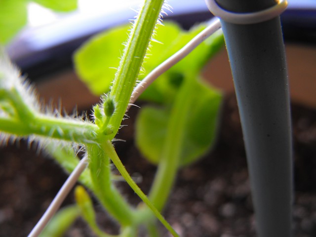 Name:  Image00004.jpg
Views: 1175
Size:  55.8 KB