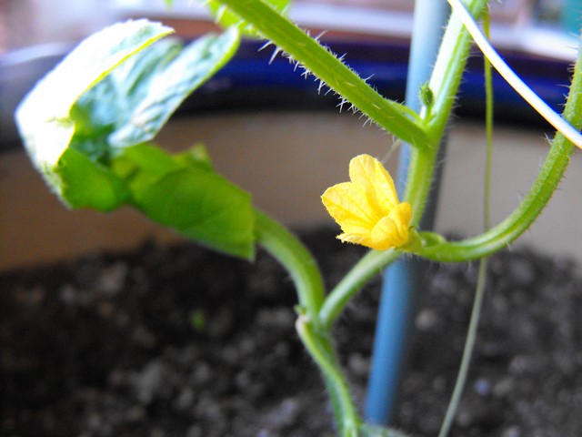 Name:  Image00008.jpg
Views: 1221
Size:  66.2 KB
