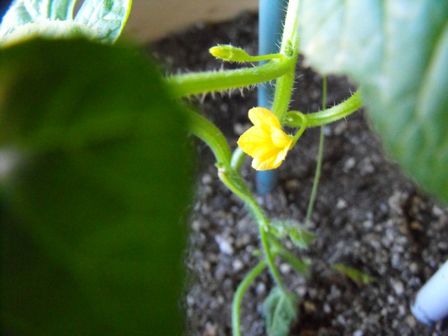 Name:  Image00009.jpg
Views: 1217
Size:  66.6 KB