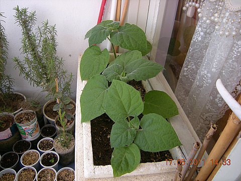 Name:  DSCN4781.jpg
Views: 4270
Size:  57.4 KB