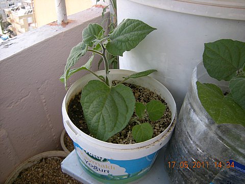 Name:  DSCN4782.jpg
Views: 4223
Size:  45.5 KB