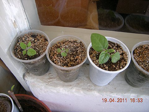 Name:  DSCN4757.jpg
Views: 4968
Size:  49.3 KB
