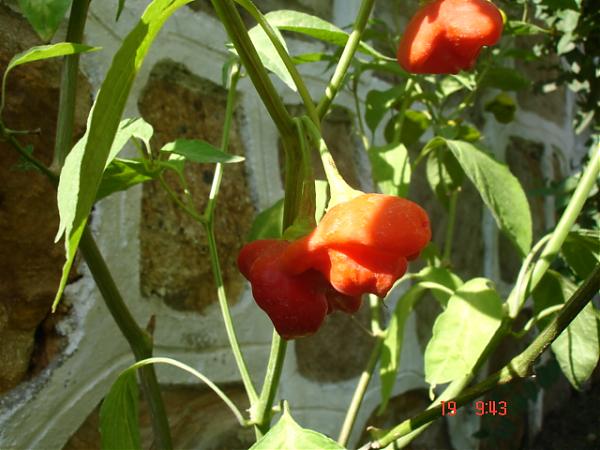Name:  DSC01285.jpg
Views: 2407
Size:  45.7 KB