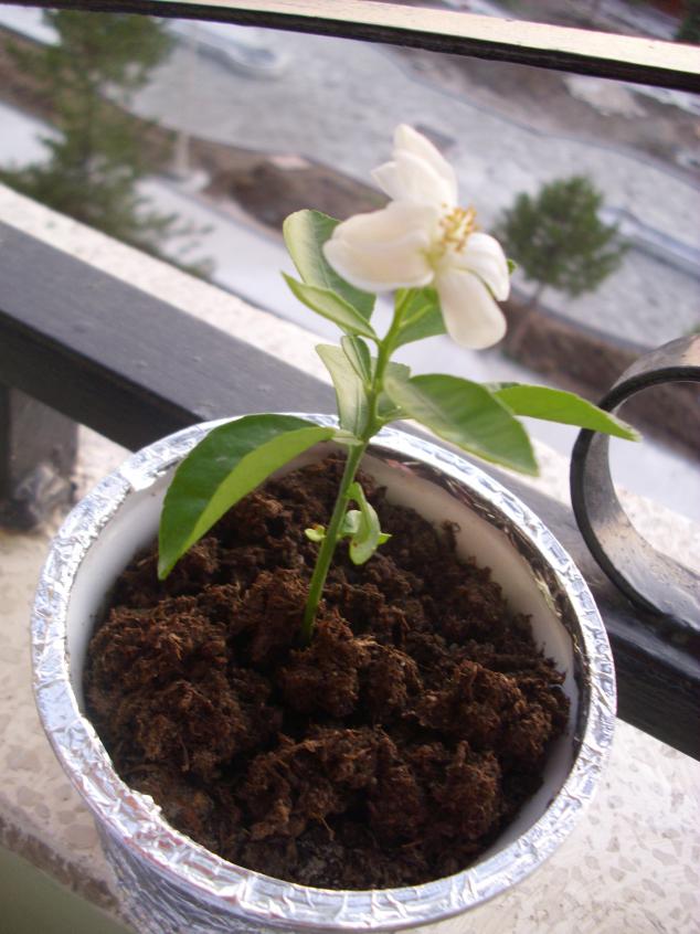 Name:  DSCI0375.jpg
Views: 1931
Size:  70.5 KB
