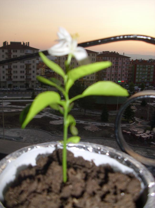Name:  DSCI0382.jpg
Views: 1915
Size:  55.8 KB