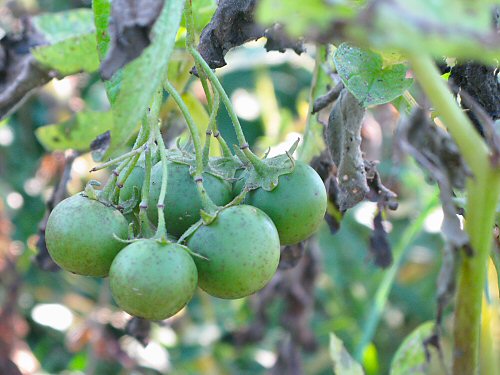 Name:  sum08_potato_fruit.jpg
Views: 5323
Size:  45.6 KB