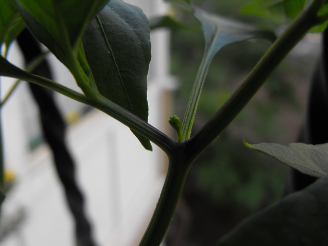 Name:  DSCF4738.jpg
Views: 2633
Size:  45.1 KB