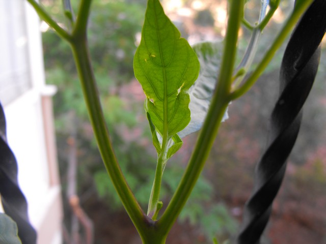 Name:  DSCF4740.jpg
Views: 2731
Size:  55.7 KB