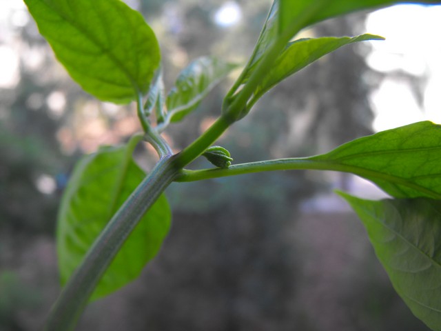 Name:  DSCF4742.jpg
Views: 2639
Size:  48.5 KB