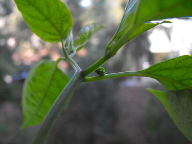 Name:  DSCF4743.jpg
Views: 2666
Size:  48.2 KB