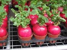 Name:  Turp.jpg
Views: 3649
Size:  13.3 KB
