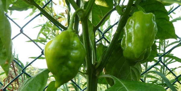Name:  bhut_jolokia.jpg
Views: 2462
Size:  49.9 KB