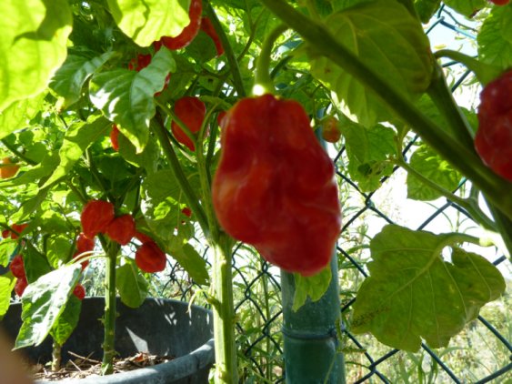Name:  bhut.jpg
Views: 2537
Size:  67.7 KB