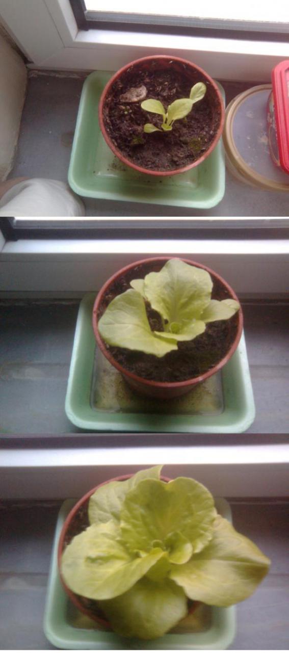 Name:  marul.jpg
Views: 12911
Size:  66.5 KB