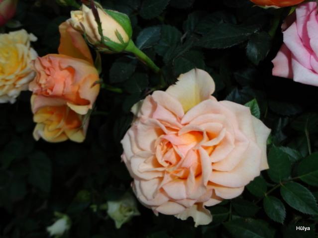 Name:  1-1-DSC00019.jpg
Views: 2640
Size:  31.6 KB
