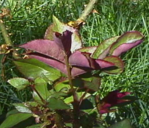 Name:  130.jpg
Views: 2882
Size:  44.2 KB
