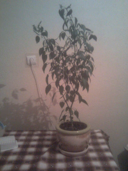 Name:  biber_1.jpg
Views: 2587
Size:  46.8 KB