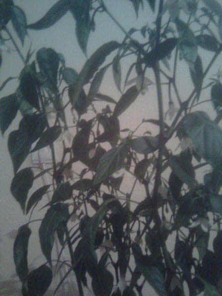 Name:  biber_2.jpg
Views: 2472
Size:  59.1 KB